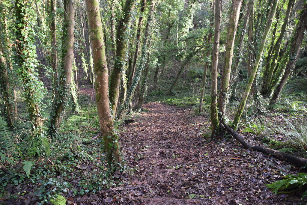 A woodland path on the Erme-Plym Trail in Andron Wood, near Wembury