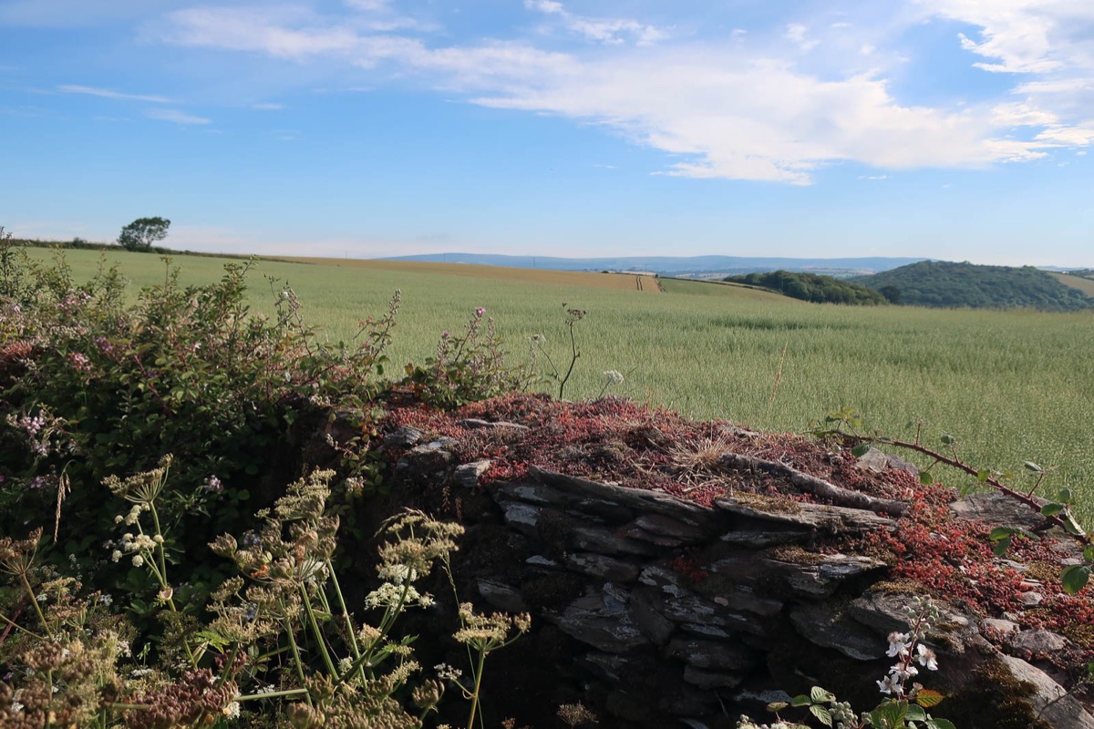 A stone hedge and fields near Wembury